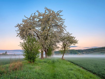 Field landscape with morning fog at dawn in spring, blossoming cherry trees along the field path,