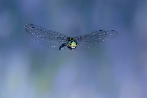 Southern Hawker (Aeshna cyanea) in flight, North Rhine-Westphalia, Germany