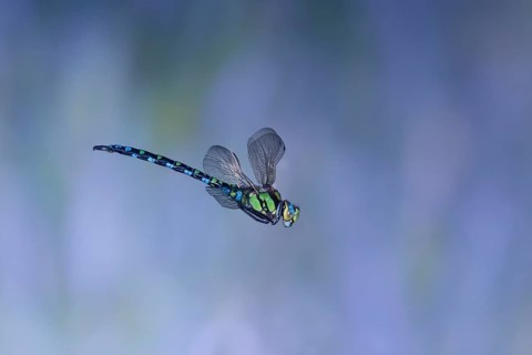 Southern Hawker (Aeshna cyanea) in flight, North Rhine-Westphalia, Germany