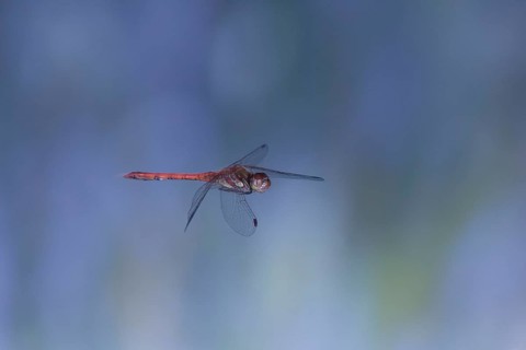 Ruddy Darter dragonfly (Sympetrum sanguineum) in flight, North Rhine-Westphalia, Germany