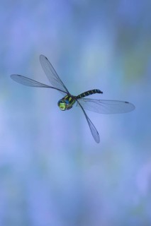 Southern Hawker (Aeshna cyanea) in flight, North Rhine-Westphalia, Germany