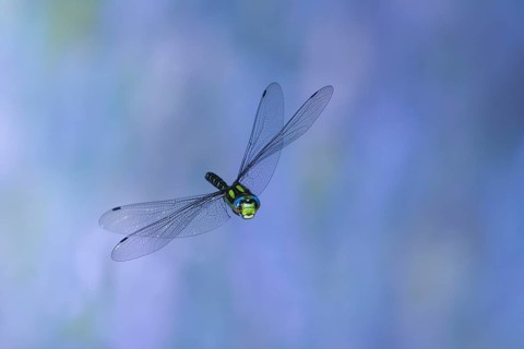 Southern Hawker (Aeshna cyanea) in flight, North Rhine-Westphalia, Germany