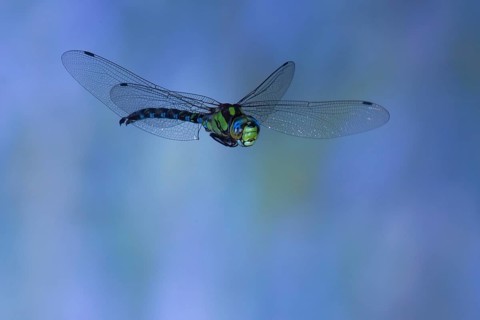 Southern Hawker (Aeshna cyanea) in flight, North Rhine-Westphalia, Germany