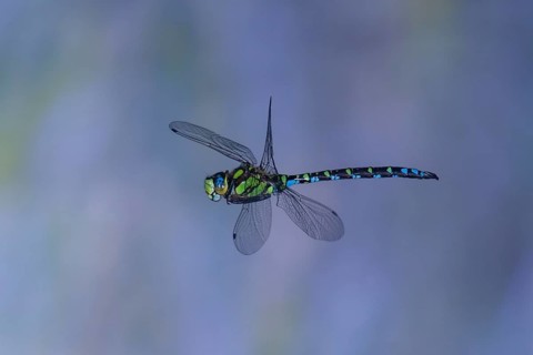 Southern Hawker (Aeshna cyanea) in flight, North Rhine-Westphalia, Germany