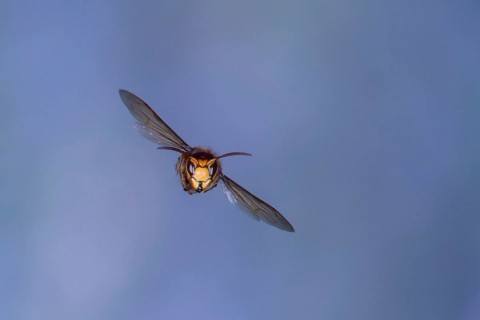Hornet (Vespa crabro) in flight, North Rhine-Westphalia, Germany