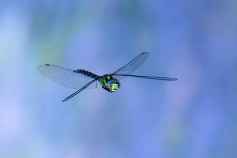 Southern Hawker (Aeshna cyanea) in flight, North Rhine-Westphalia, Germany