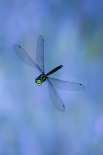 Southern Hawker (Aeshna cyanea) in flight, North Rhine-Westphalia, Germany