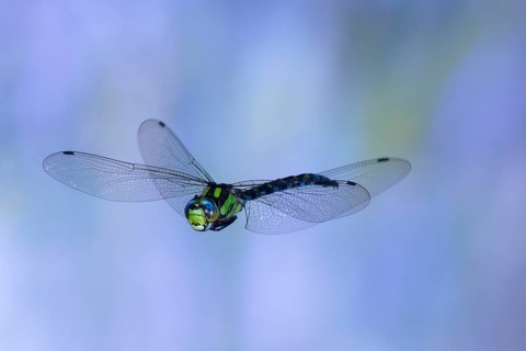 Southern Hawker (Aeshna cyanea) in flight, North Rhine-Westphalia, Germany