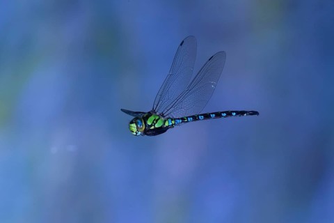 Southern Hawker (Aeshna cyanea) in flight, North Rhine-Westphalia, Germany