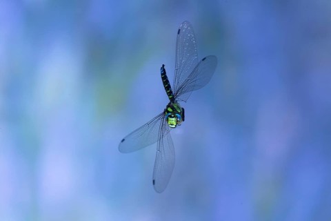 Southern Hawker (Aeshna cyanea) in flight, North Rhine-Westphalia, Germany
