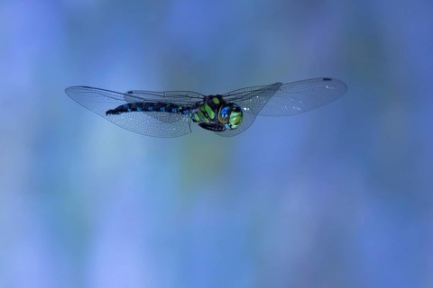 Southern Hawker (Aeshna cyanea) in flight, North Rhine-Westphalia, Germany