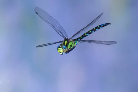 Southern Hawker (Aeshna cyanea) in flight, North Rhine-Westphalia, Germany
