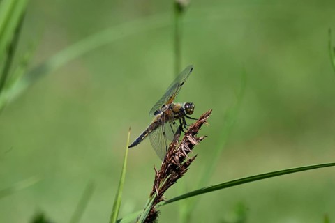 Four-spot (Libellula quadrimaculata) sitting on a reed stalk, North Rhine-Westphalia, Germany