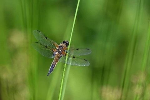 Four-spot (Libellula quadrimaculata) sitting on a rush stalk, North Rhine-Westphalia, Germany