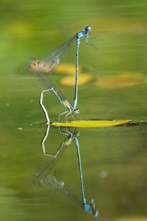 Mating wheel of the Common blue damselfly (Enallagma cyathigerum) in a body of water, North