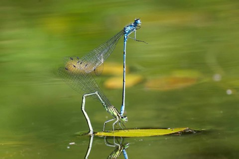 Mating wheel of the Common blue damselfly (Enallagma cyathigerum) in a body of water, North