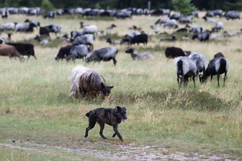 Flock of sheep with a sheepdog, North Rhine-Westphalia, Germany