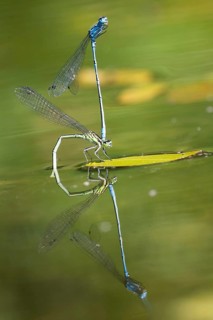 Mating wheel of the Common blue damselfly (Enallagma cyathigerum) in a body of water, North