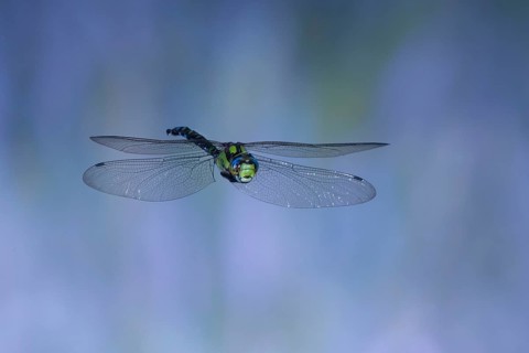 Southern Hawker (Aeshna cyanea) in flight, North Rhine-Westphalia, Germany