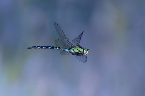 Southern Hawker (Aeshna cyanea) in flight, North Rhine-Westphalia, Germany