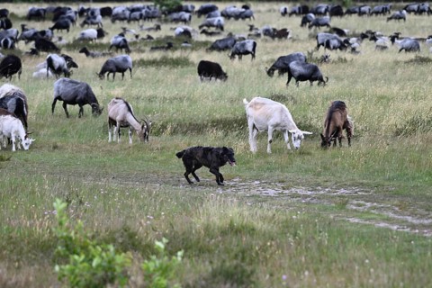 Flock of sheep with guarding sheepdog, North Rhine-Westphalia, Germany