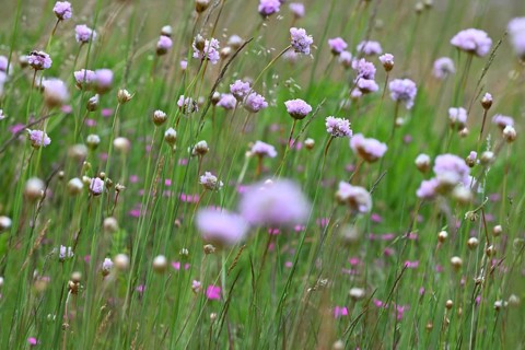 Carnation (Armeria maritima) flowering on dry lean soil, North Rhine-Westphalia, Germany
