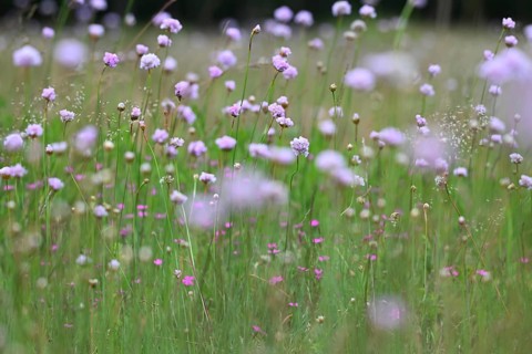 Carnation (Armeria maritima) flowering on dry lean soil, North Rhine-Westphalia, Germany