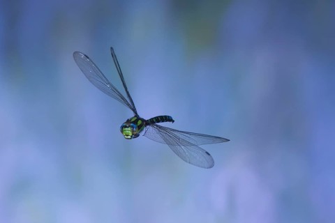 Southern Hawker (Aeshna cyanea) in flight, North Rhine-Westphalia, Germany