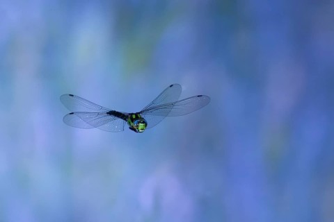 Southern Hawker (Aeshna cyanea) in flight, North Rhine-Westphalia, Germany