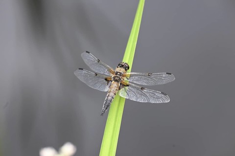 Four-spot (Libellula quadrimaculata) sitting on a reed stalk, North Rhine-Westphalia, Germany