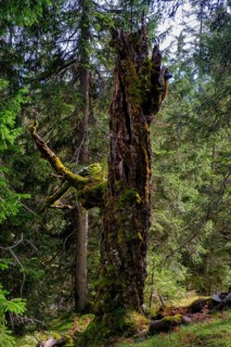 Old trees on the Wank, Garmisch-Partenkirchen, Werdenfelser Land, Upper Bavaria, Bavaria, Germany
