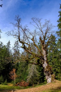 Old trees on the Wank, Garmisch-Partenkirchen, Werdenfelser Land, Upper Bavaria, Bavaria, Germany
