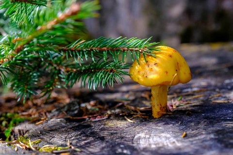 Mushroom on a tree trunk, on the Wank, Garmisch-Partenkirchen, Werdenfelser Land, Upper Bavaria,
