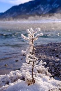 Winter on the young Isar between Wallgau and Vorderriss, Tölzer Land, Upper Bavaria, Bavaria,