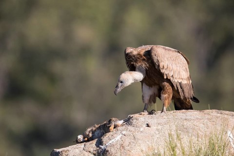 Griffon vulture (Gyps fulvus), Extremadura, Castilla La Mancha, Spain