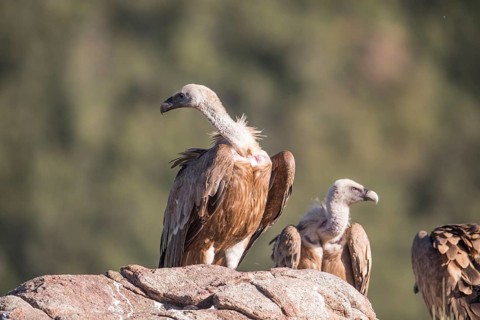 Griffon vulture (Gyps fulvus), Extremadura, Castilla La Mancha, Spain