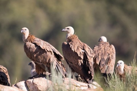Griffon vulture (Gyps fulvus), Extremadura, Castilla La Mancha, Spain