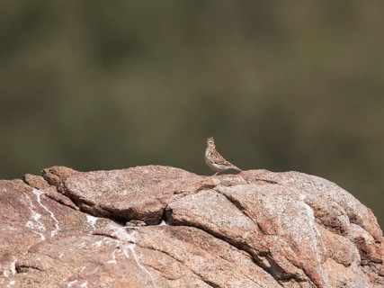 Skylark (Alauda arvensis), Extremadura, Castilla La Mancha, Spain