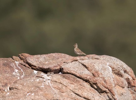 Skylark (Alauda arvensis), Extremadura, Castilla La Mancha, Spain