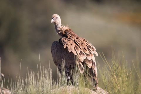Griffon vulture (Gyps fulvus), Extremadura, Castilla La Mancha, Spain