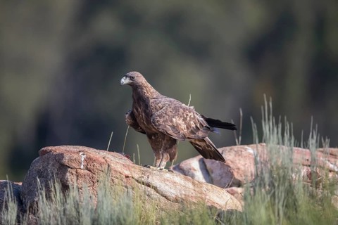 Golden eagle (Aquila chrysaetos), Extremadura, Castilla La Mancha, Spain