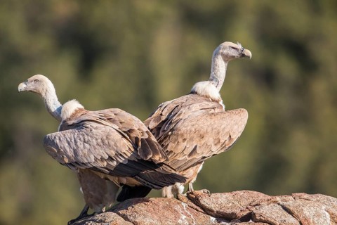 Griffon vulture (Gyps fulvus), Extremadura, Castilla La Mancha, Spain