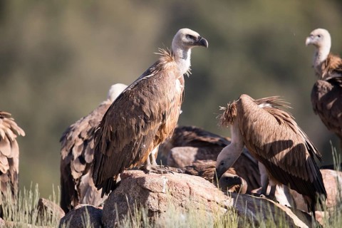 Griffon vulture (Gyps fulvus), Extremadura, Castilla La Mancha, Spain