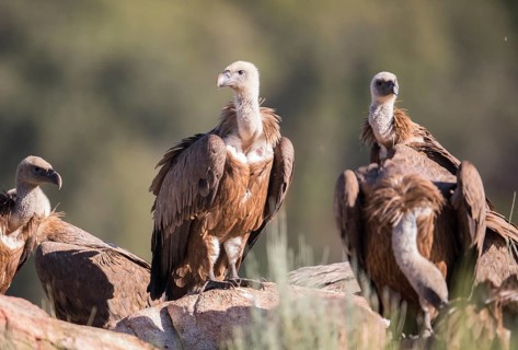 Griffon vulture (Gyps fulvus), Extremadura, Castilla La Mancha, Spain