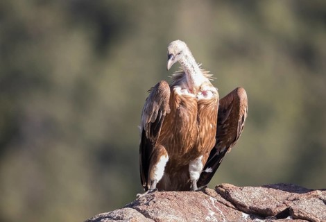 Griffon vulture (Gyps fulvus), Extremadura, Castilla La Mancha, Spain