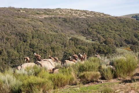 Griffon vulture (Gyps fulvus), Extremadura, Castilla La Mancha, Spain