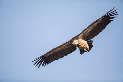 Griffon vulture (Gyps fulvus), Extremadura, Castilla La Mancha, Spain