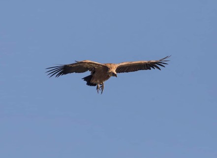 Griffon vulture (Gyps fulvus), Extremadura, Castilla La Mancha, Spain