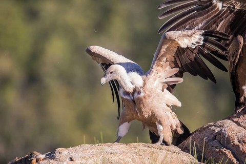 Griffon vulture (Gyps fulvus), Extremadura, Castilla La Mancha, Spain