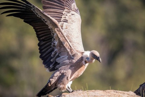 Griffon vulture (Gyps fulvus), Extremadura, Castilla La Mancha, Spain